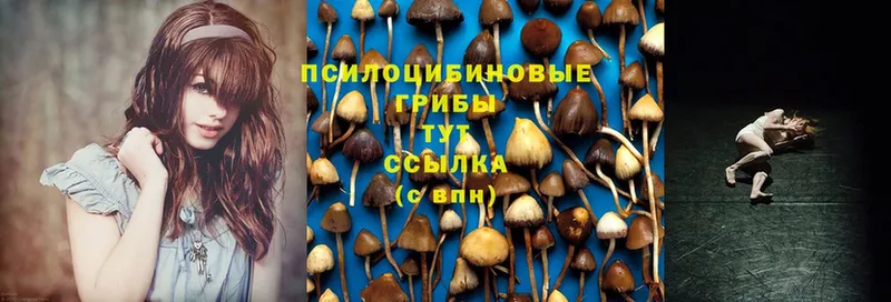 Галлюциногенные грибы Psilocybine cubensis  Тосно 